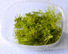 Java moss In Cup