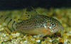 Cory Punctatus
