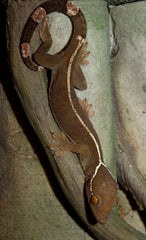 White Line Gecko - petkiosklive