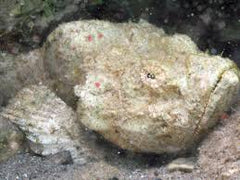 Stonefish White Bali - petkiosklive