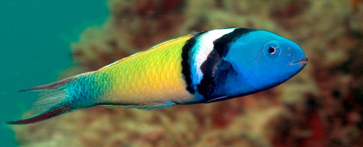 Wrasse Atlantic Blueheadale Male - petkiosklive