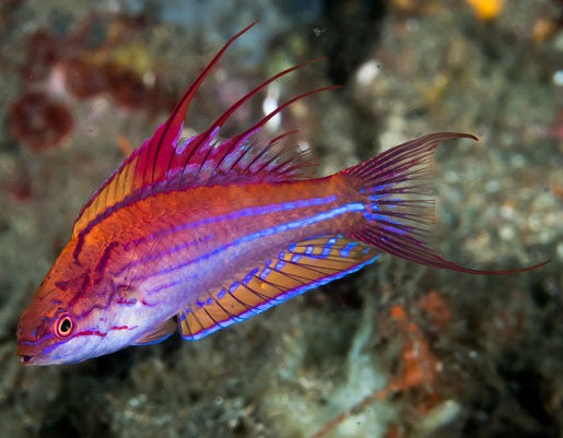 Wrasse Purple Fin Fairy - petkiosklive