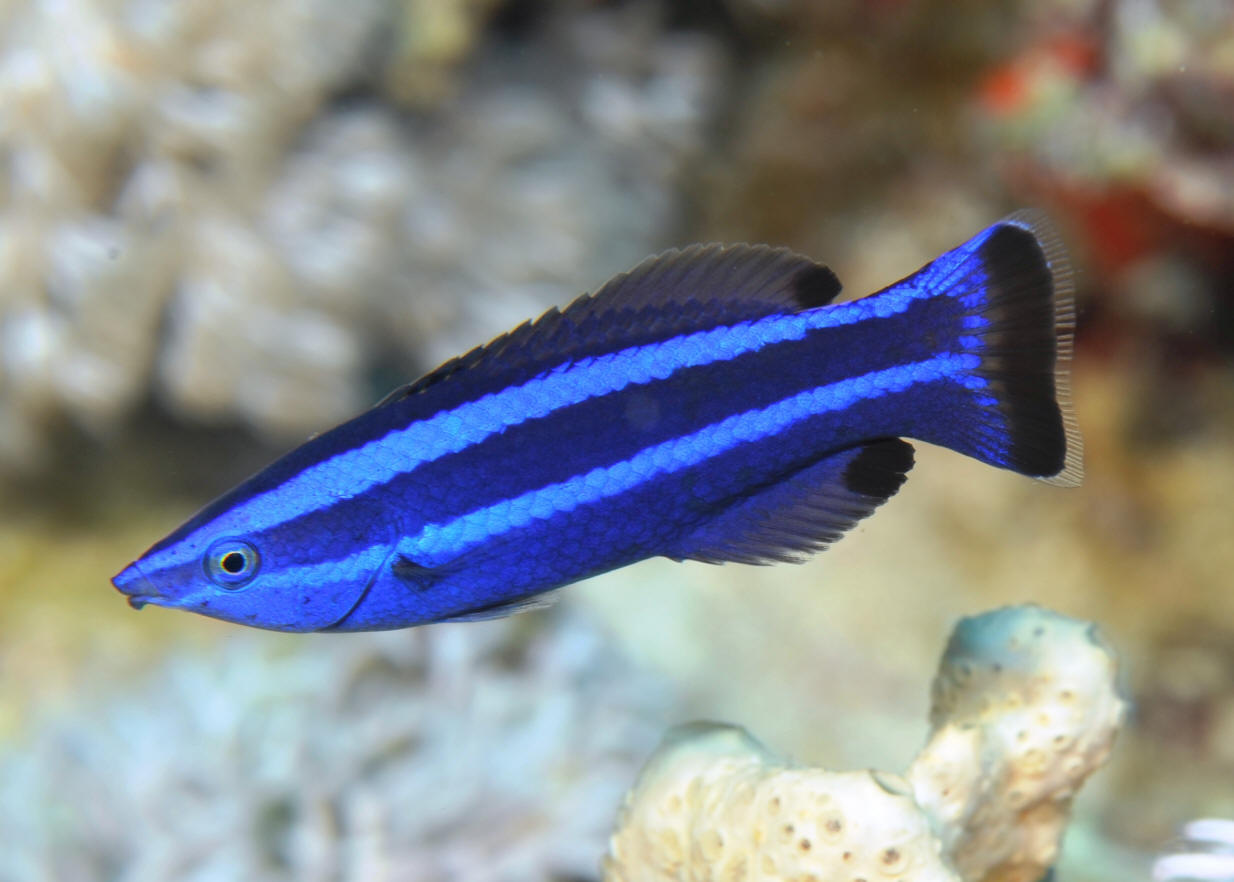 Wrasse Red Sea Cleaner - petkiosklive