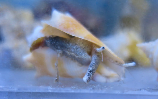 Snails Fighting Conch