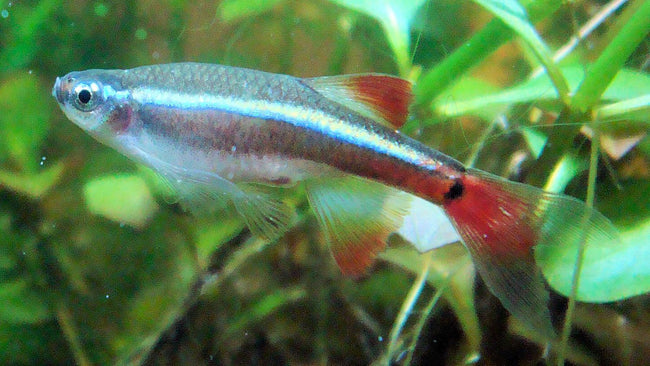 Tetra White Clouds Gold
