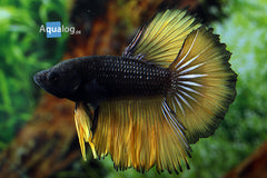 Betta Halfmoon male