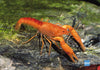 Lobster Orange