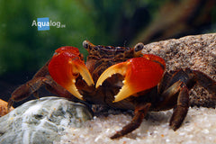 CRAB RED