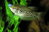 Gourami Snakeskin