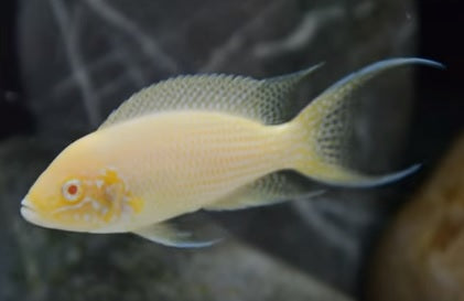 Brichardi Albino - petkiosklive