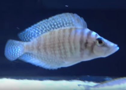 Altolamp. Calvus White - petkiosklive