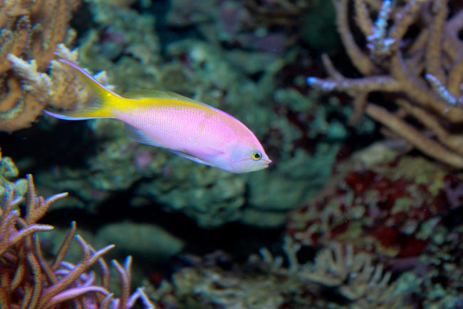 Anthias Bartlett