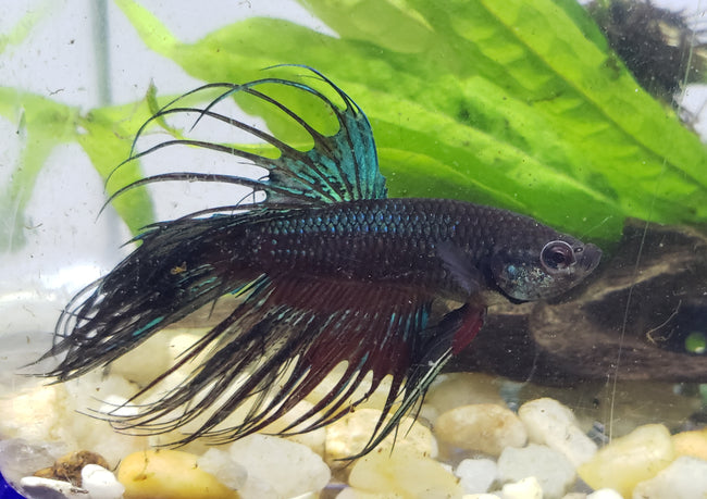 Betta Crowntail male