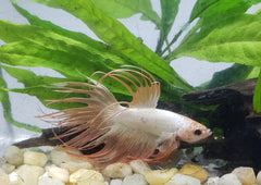 Betta Crowntail male