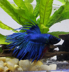 Betta Crowntail male