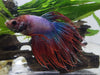 Betta Crowntail male