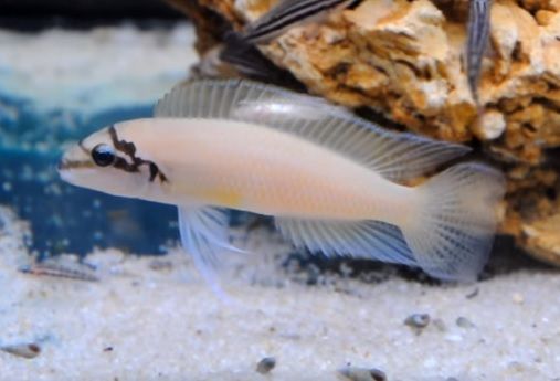 Chalinochromis Brichardi - petkiosklive