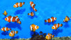 Clownfish False Percula Bali