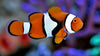 Clownfish Percula True Bali