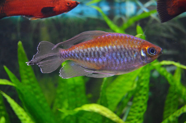 Tetra Congo