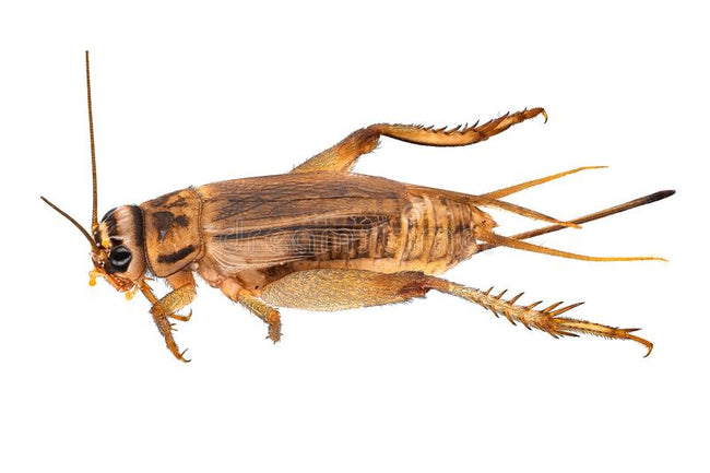 Adult Crickets