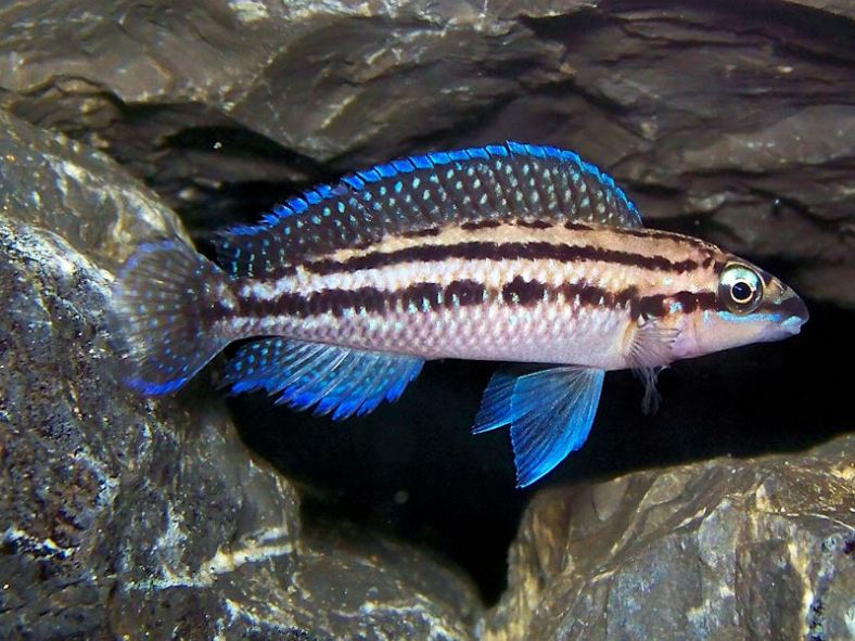 Julidochromis Dickfeldi - petkiosklive