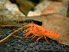 Crayfish Orange Dwarf Mexican