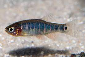 Rasbora Dwarf Emerald - petkiosklive