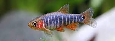 Rasbora Dwarf Emerald - petkiosklive