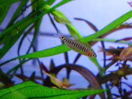 Rasbora Dwarf Emerald - petkiosklive