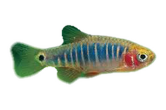 Rasbora Dwarf Emerald - petkiosklive