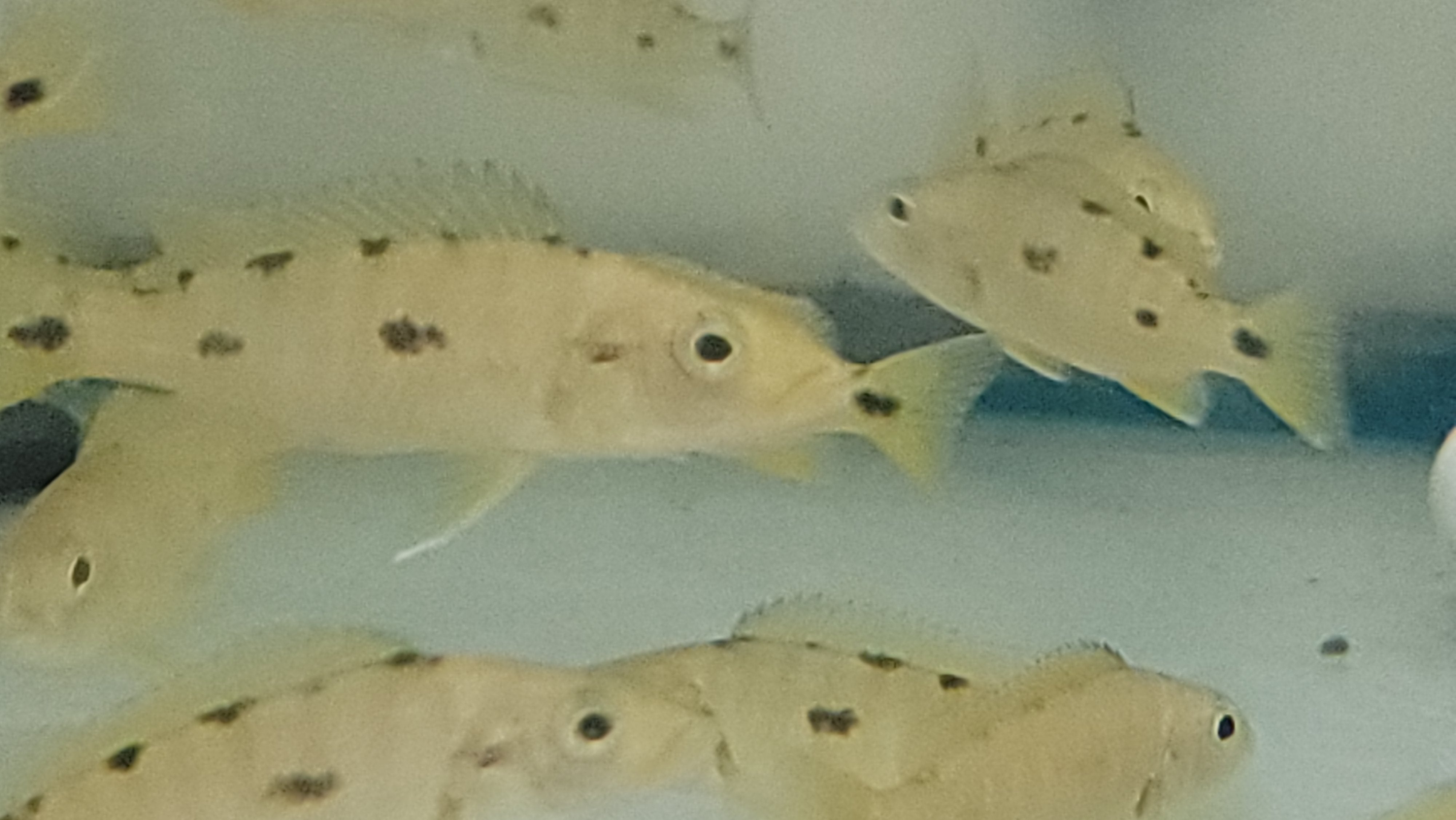 Exochromis anagenys