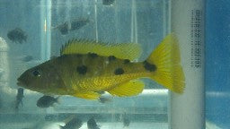 Exochromis anagenys