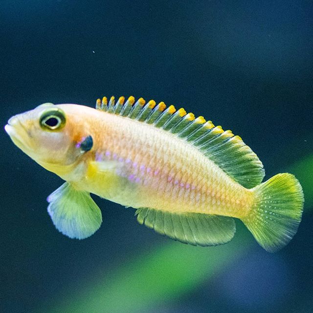 Lamprologus Ocelltus Gold - petkiosklive