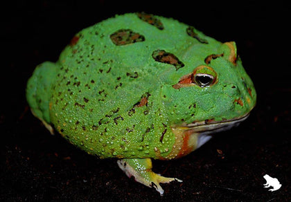 Albino Pacman Frog (4 Spot) - petkiosklive