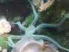 Starfish Green Brittle