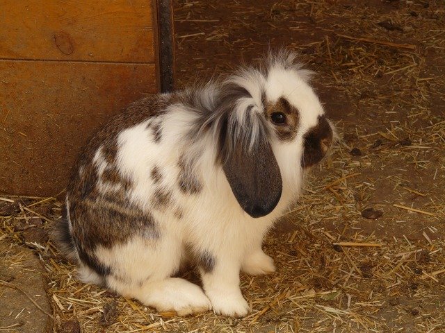 Rabbit mini Lop