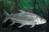 African Goliath Tiger Fish