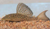 Pleco Lemon Hypostomus