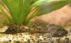Pleco Lemon Hypostomus