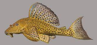 Pleco Lemon Hypostomus