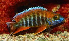 Peacock Jacobfreibergi Red - petkiosklive