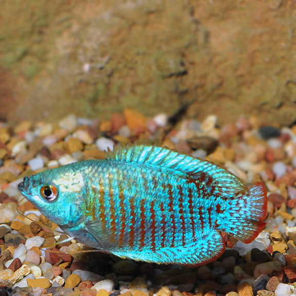 Gourami Dwarf Turqouise (Male)