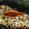 Barb Red Glass (Puntius conchonius var red glass)