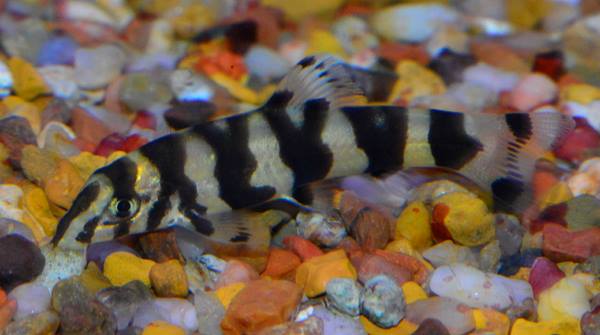 Loach Botia Lochata