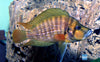 Altolamprologus compressiceps Red