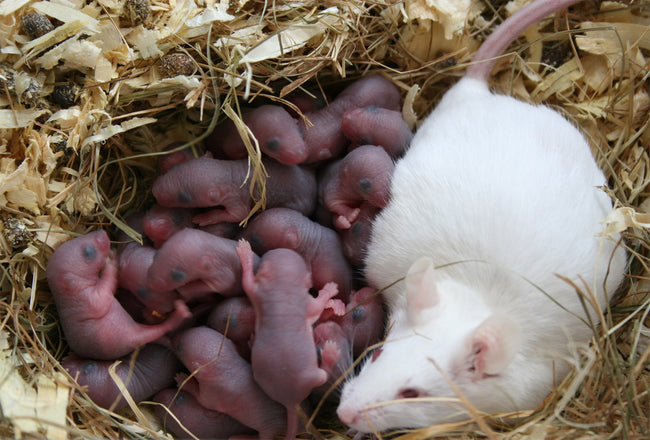 Mouse Nursing mom