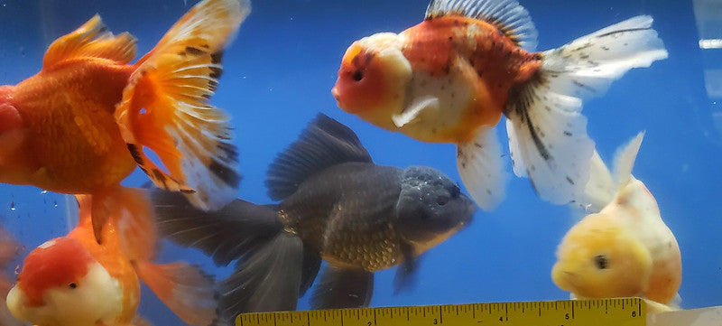 Oranda Assortment  Show - petkiosklive