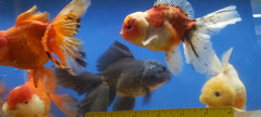 Oranda Assortment  Show - petkiosklive