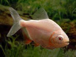 Pacu Red Albino - petkiosklive